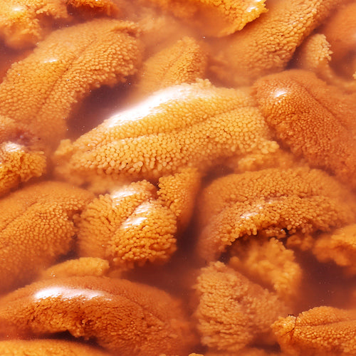 季節限定 北海道松前産の塩水生ウニ 獲れた新鮮なウニの旨味をご堪能