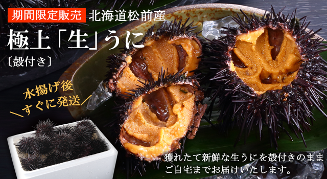 北海道松前産の天然生うに殻付き