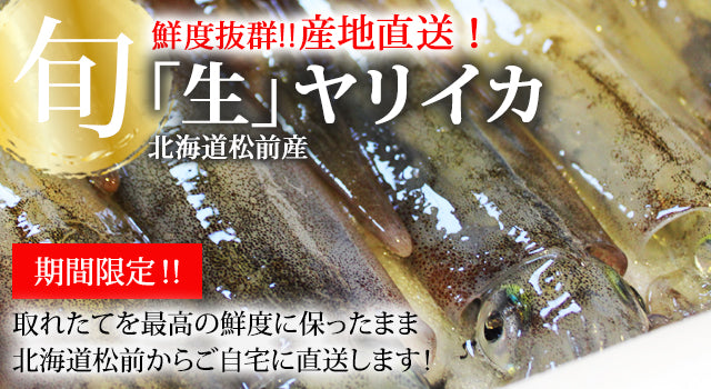 獲れたて新鮮なヤリイカを北海道より直送