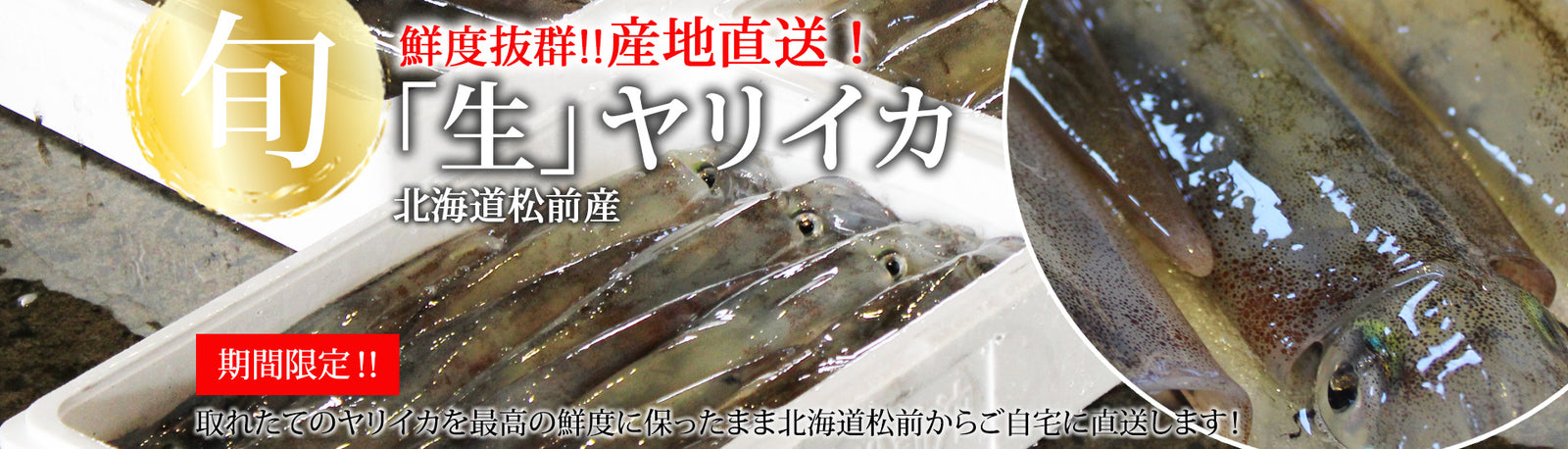 北海道松前産の天然「生」ヤリイカ