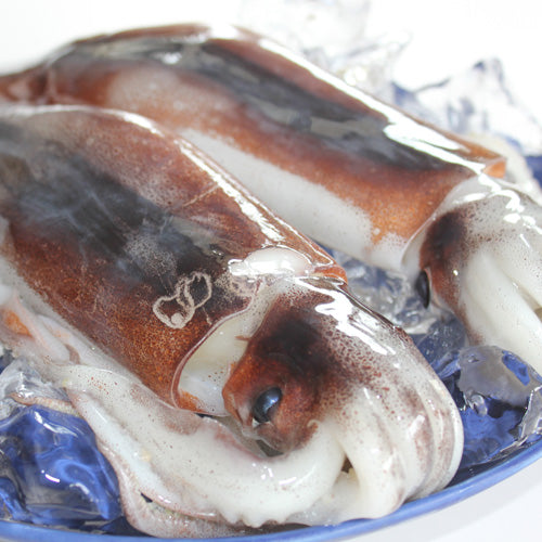 北海道産 真イカ 【生】