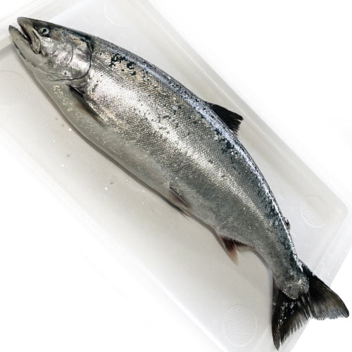 北海道松前産 サクラマス（桜鱒）1本[冷凍]